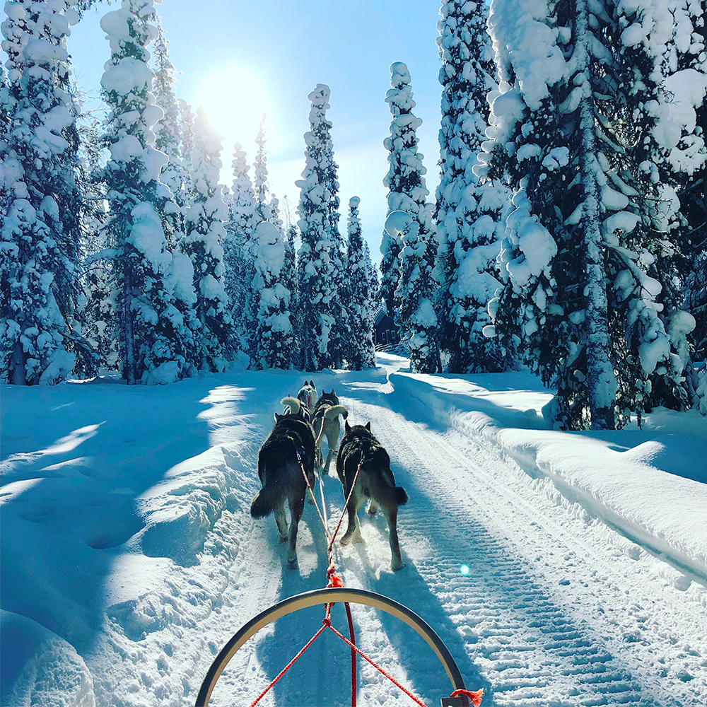 Sleddog Escursione su slitta trainata da